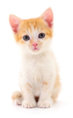 Beyaz arka planda izole edilmiş küçük kahverengi kedi yavrusu.