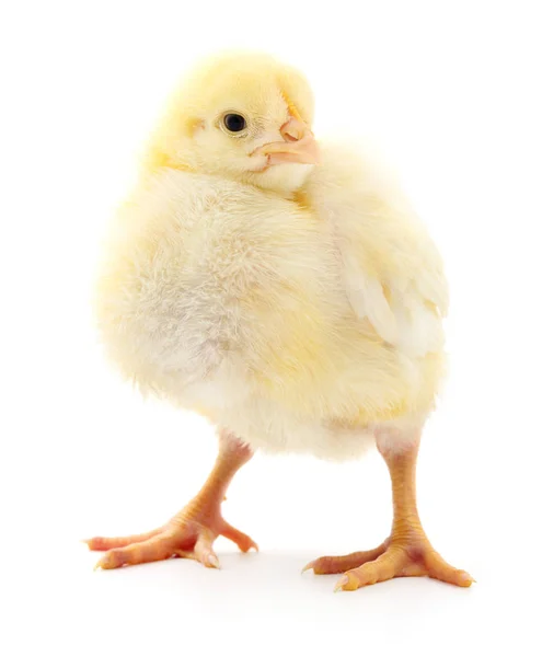 Beyaz Arka Planda Izole Edilmiş Küçük Sarı Tavuk — Stok fotoğraf