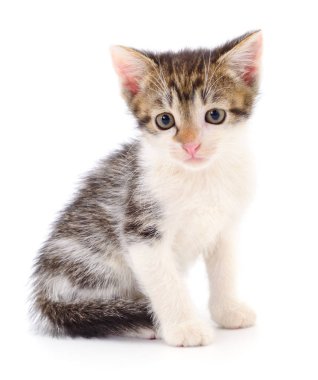 Beyaz arka planda izole edilmiş küçük kahverengi kedi yavrusu.