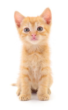 Beyaz arka planda izole edilmiş küçük kahverengi kedi yavrusu.