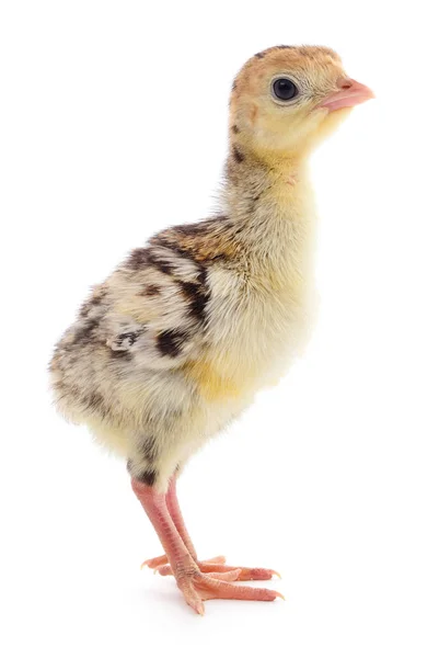 白い背景に隔離されたかわいい新生児の鶏の七面鳥 — ストック写真