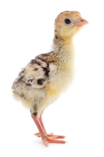 Mignonne Petite Dinde Poulet Nouveau Née Isolée Sur Fond Blanc — Photo