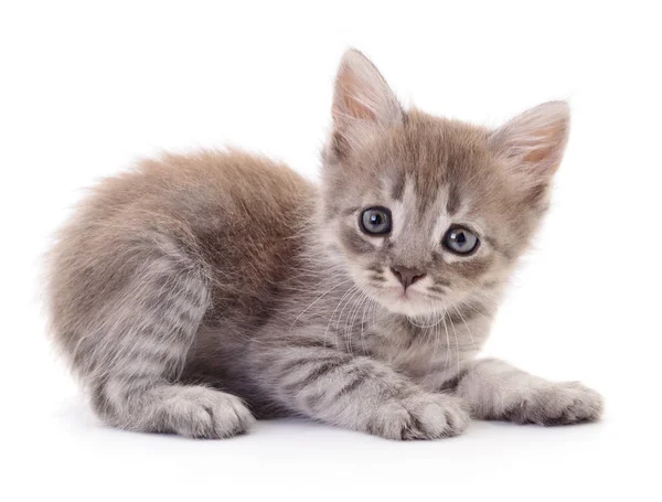 Petit Chaton Gris Isolé Sur Fond Blanc — Photo