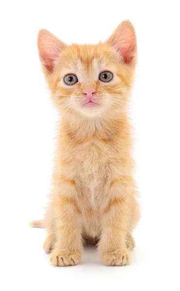 Pequeño Gatito Marrón Aislado Sobre Fondo Blanco — Foto de Stock