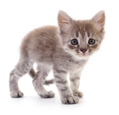 Beyaz arka planda izole edilmiş küçük gri kedi yavrusu.