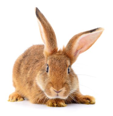 Beyaz arka planda küçük kahverengi tavşan..