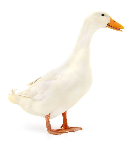 White Domestic Duck Isolated White Background — Stock Photo, Image