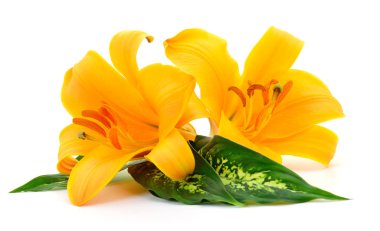 iki Sarı Lilyum beyaz zemin üzerine izole.