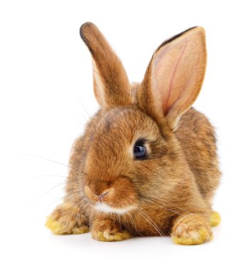 Beyaz arka planda küçük kahverengi tavşan..
