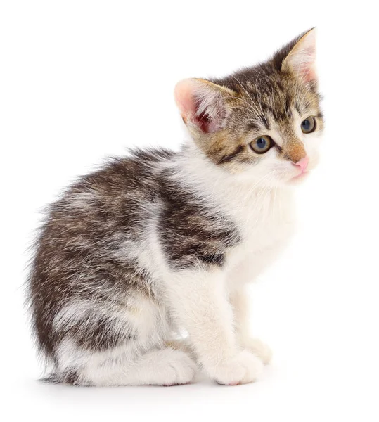 Small Brown Kitten Isolated White Background — Stock Photo, Image