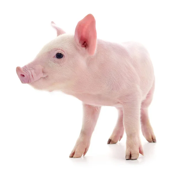 Beyaz arka plan üzerinde izole küçük pembe domuz