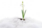 Snowdrop flower coming out from real snow.