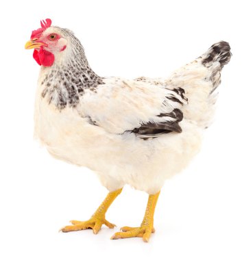 Beyaz arka planda izole genç beyaz tavuk.