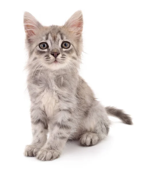 Petit Chaton Gris Isolé Sur Fond Blanc — Photo