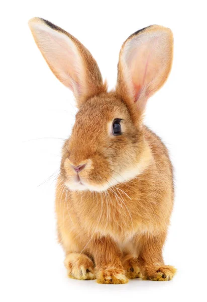 Kleine Braune Kaninchen Isoliert Auf Weißem Hintergrund — Stockfoto