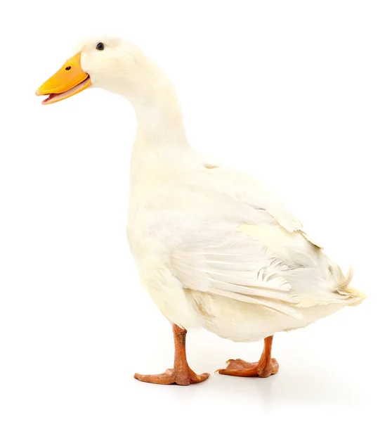Pato Doméstico Branco Isolado Fundo Branco — Fotografia de Stock