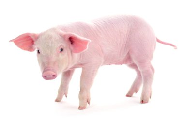 Beyaz arka plan üzerinde izole küçük pembe domuz