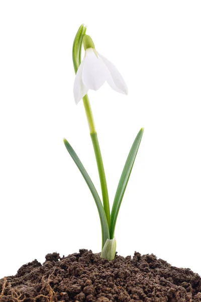 Beyaz Arkaplanda Yalıtılmış Ilkbahar Kar Tanesi Çiçeği — Stok fotoğraf