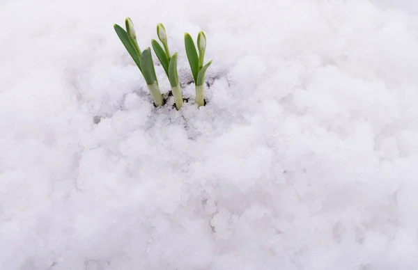 本物の雪から出てくる雪の花 — ストック写真