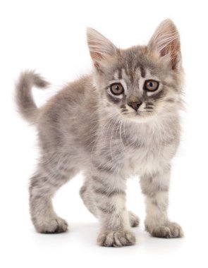 küçük gri kedicik.