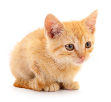 Küçük kahverengi yavru kedi.