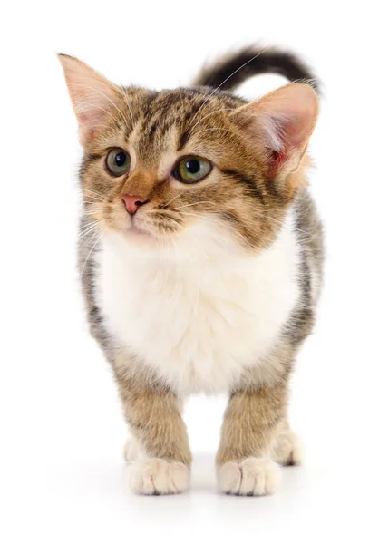 Мелкий коричневый котенок . — стоковое фото