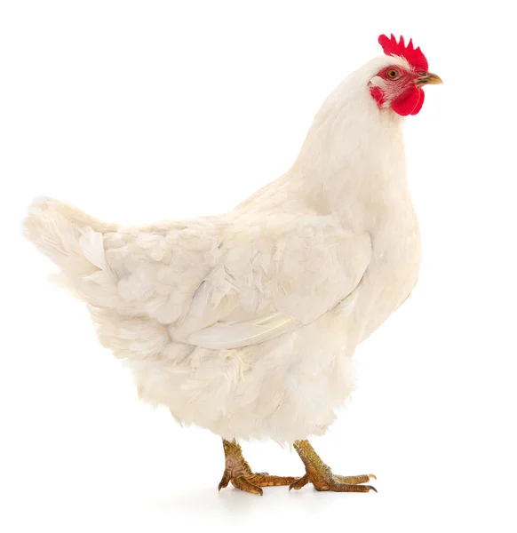 White hen isolated. — Stock Photo, Image