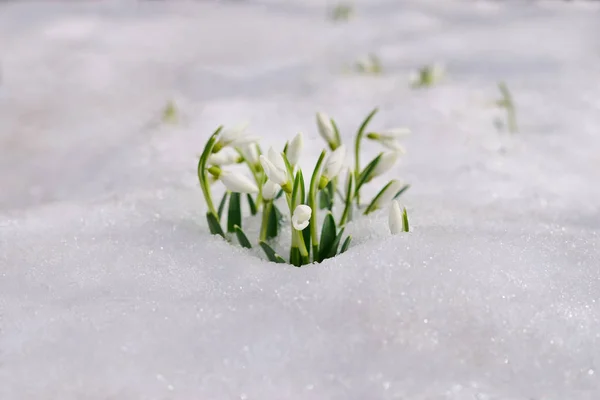 スノー ドロップと雪 — ストック写真