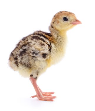 İzole tavuk Türkiye.