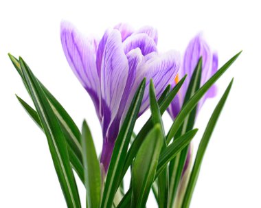 Mavi bahar çiğdemler.