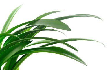 yeşil çimen yaprakları.