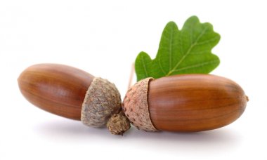 Yaprak ile meşe meşe palamutları.