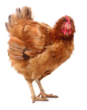 izole kahverengi tavuk.