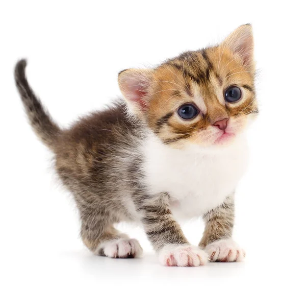 작은 갈색 고양이. — 스톡 사진