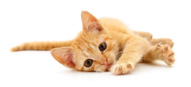 Küçük kahverengi yavru kedi.