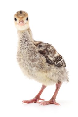 İzole tavuk Türkiye.