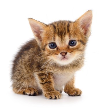 Küçük kahverengi yavru kedi.