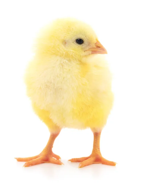 Маленький жовтий курча . — стокове фото