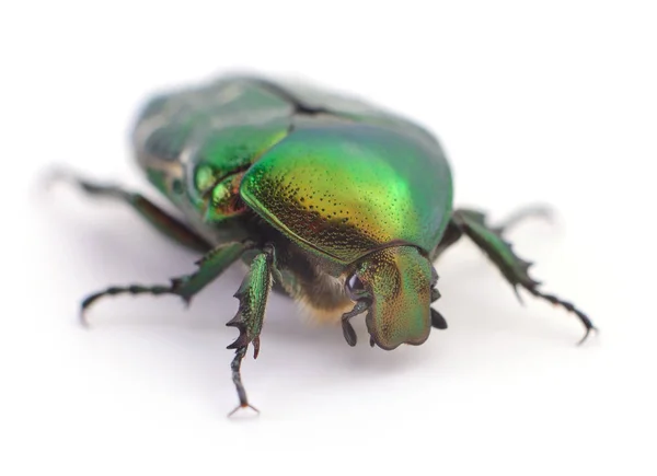 Зелёный жук . — стоковое фото
