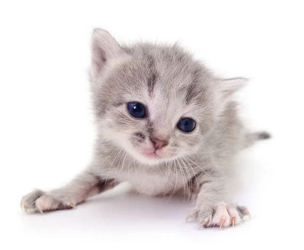 Pequeno gatinho cinzento . — Fotografia de Stock