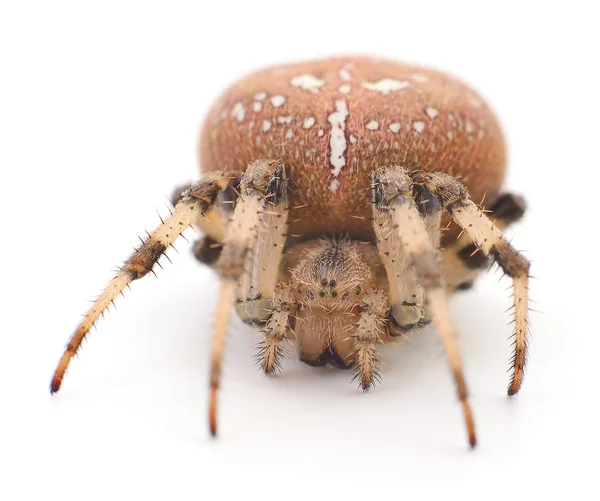 Casa marrón araña . —  Fotos de Stock