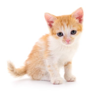 Küçük kahverengi yavru kedi.