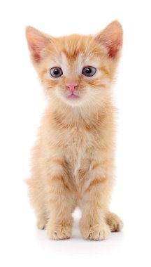 Küçük kahverengi yavru kedi.