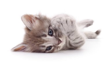 küçük gri kedicik.