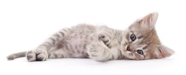 küçük gri kedicik.