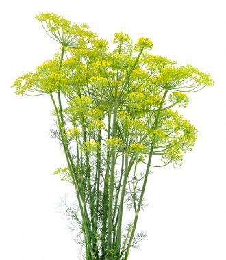 Dill beyaz üzerine izole.