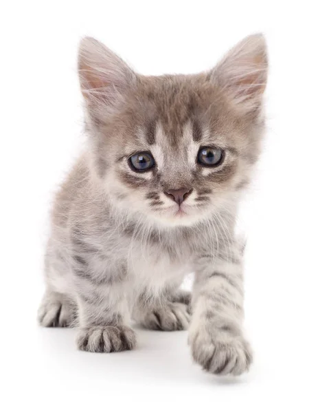 Küçük gri kedicik. — Stok fotoğraf