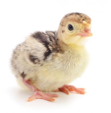 İzole tavuk Türkiye.