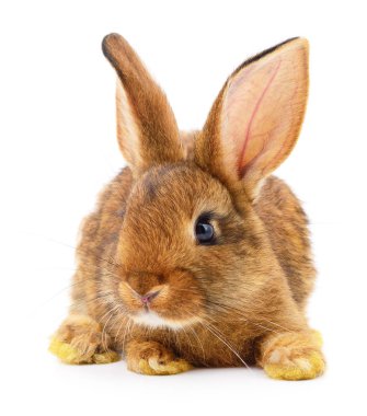 Kahverengi beyaz tavşan.