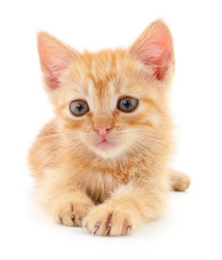 Küçük kahverengi yavru kedi.